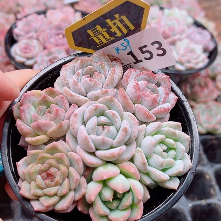 多肉植物多肉植物