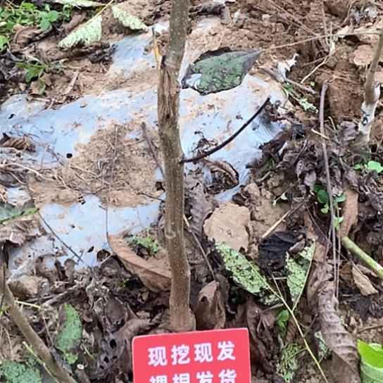九***颜文玩核桃吊坠粗筋
