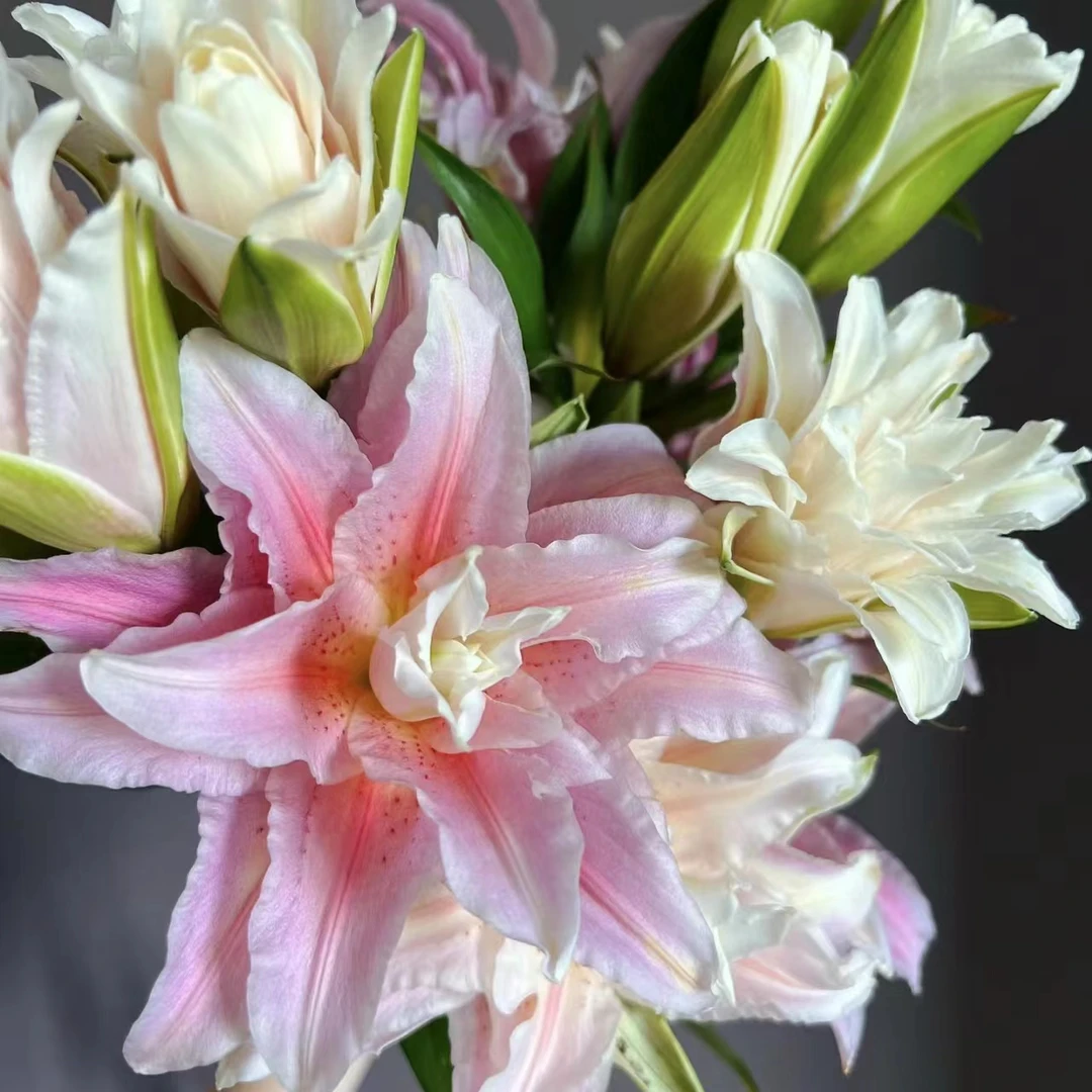 胡安娜1球《重瓣香水百合》盆栽阳台庭院白色春季趣味盆栽耐