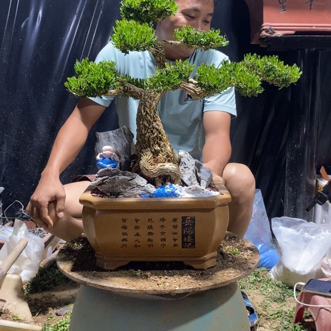 无花朵用****5黄杨盆景园林