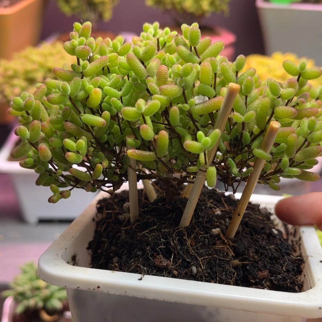 昕宝蜜桔枝干番杏