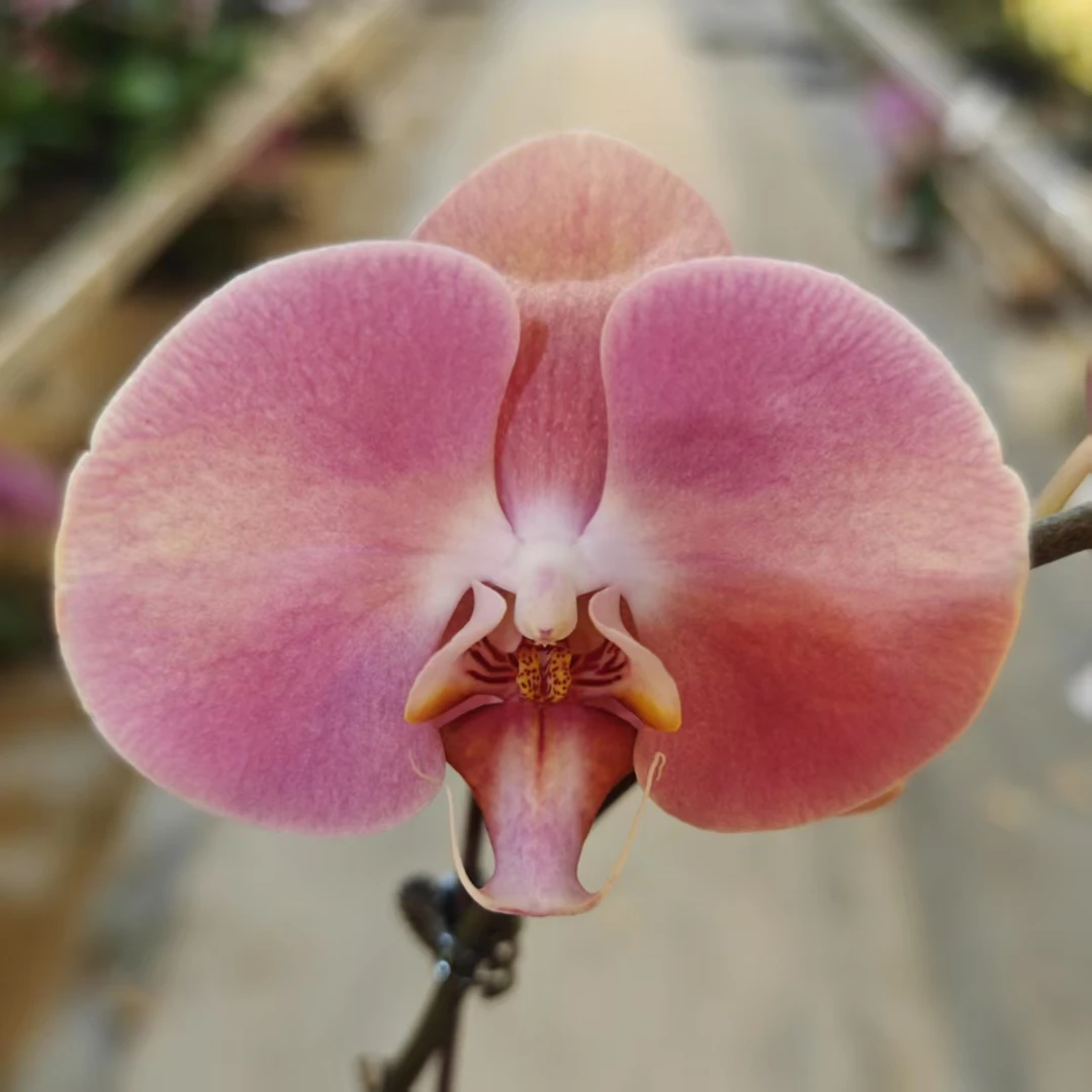 大鲑鱼） 复古色中花型 阳台客厅庭院摆设