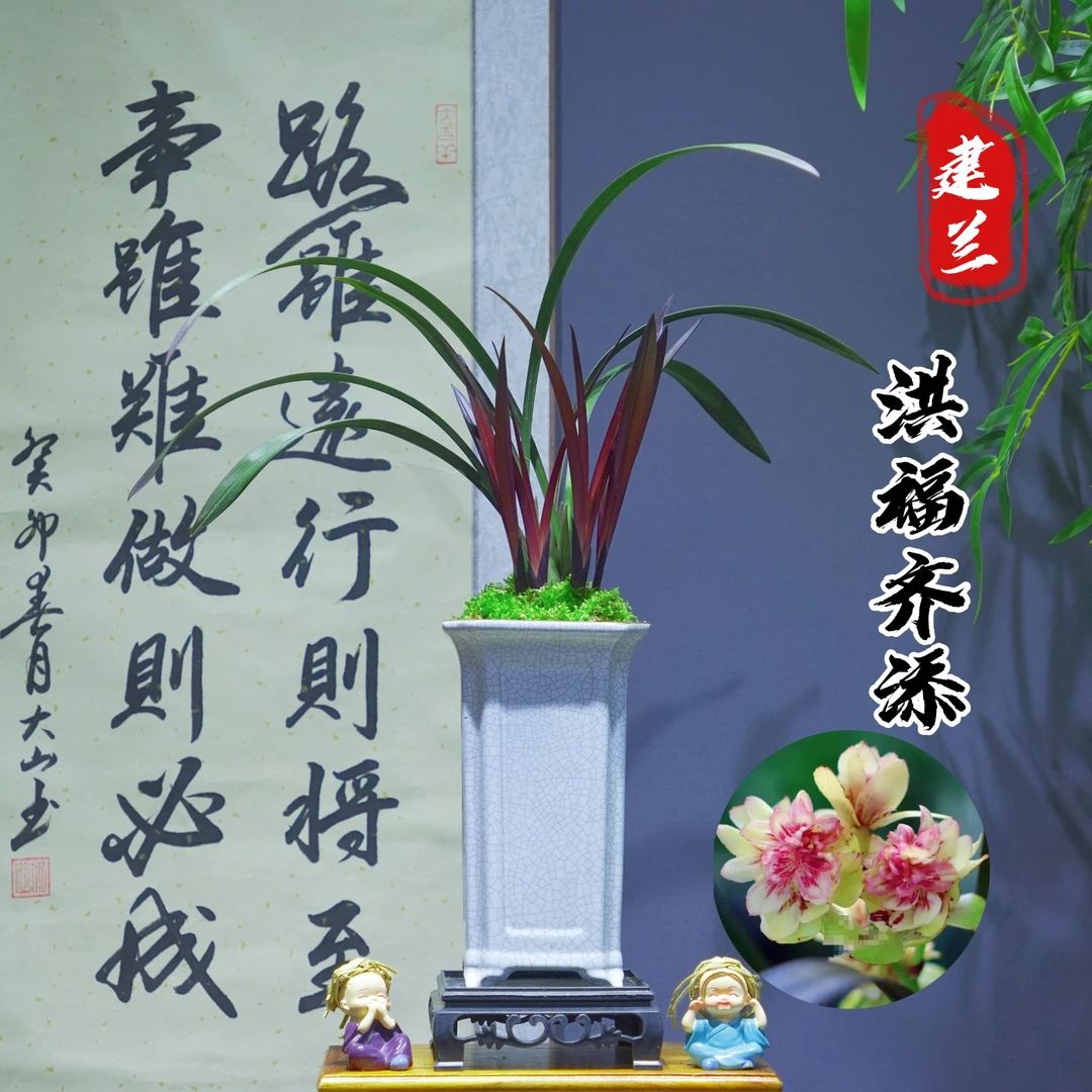 建兰铭品[洪福齐添]浓香型带陶瓷盆种好勤花勤芽好养易活