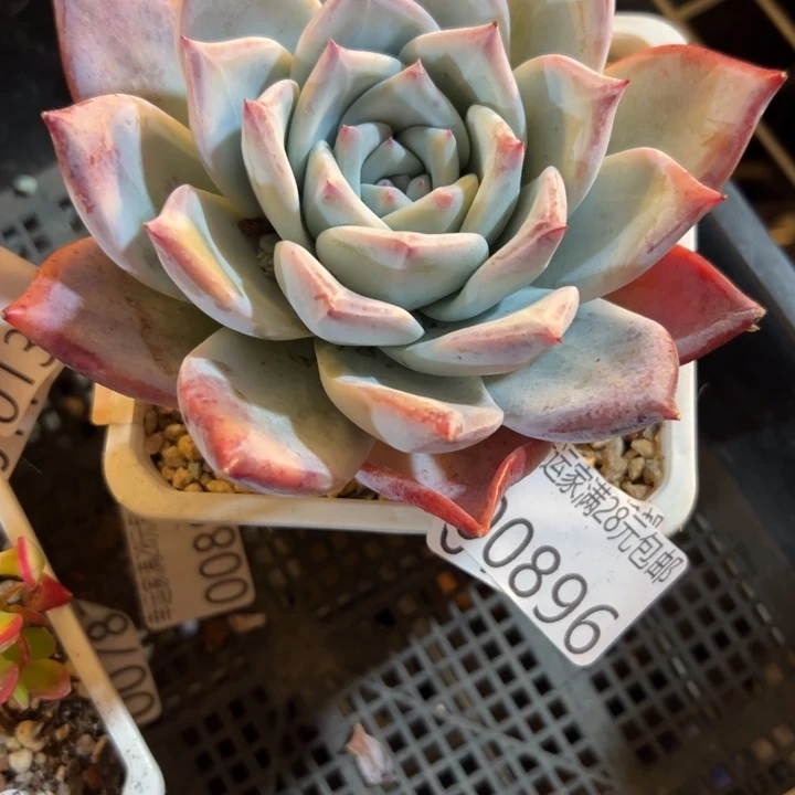 幸运的人会遇到你幸运