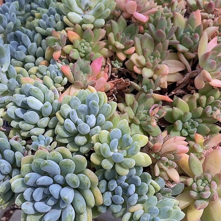 84 多肉植物盆栽花卉