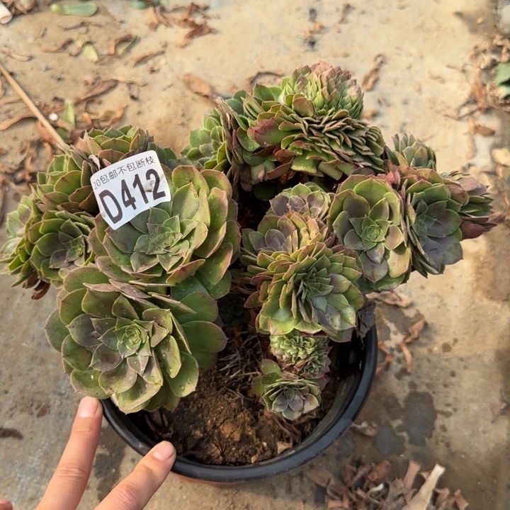 万缀……多肉植物……