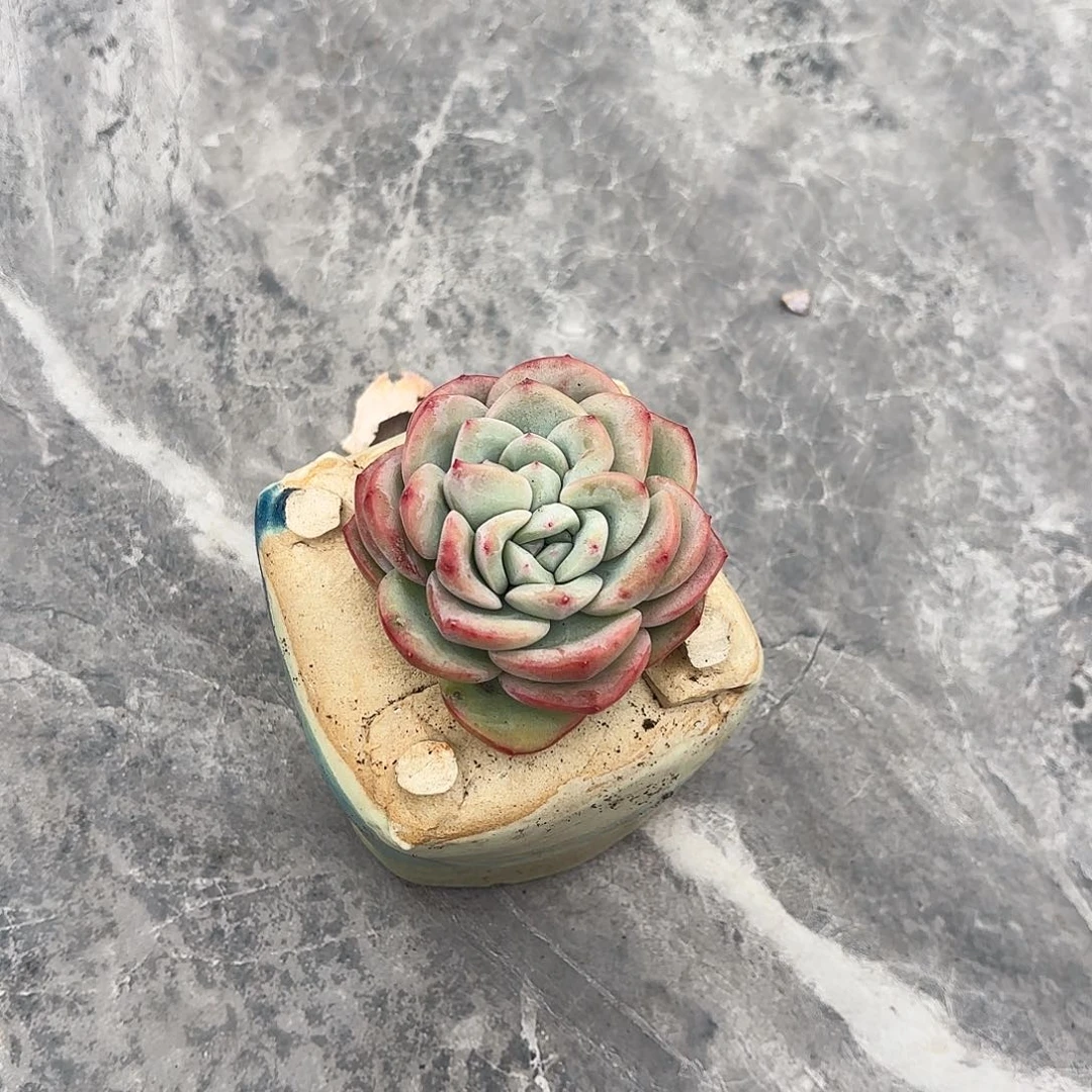 布*不羞的双心泡芙