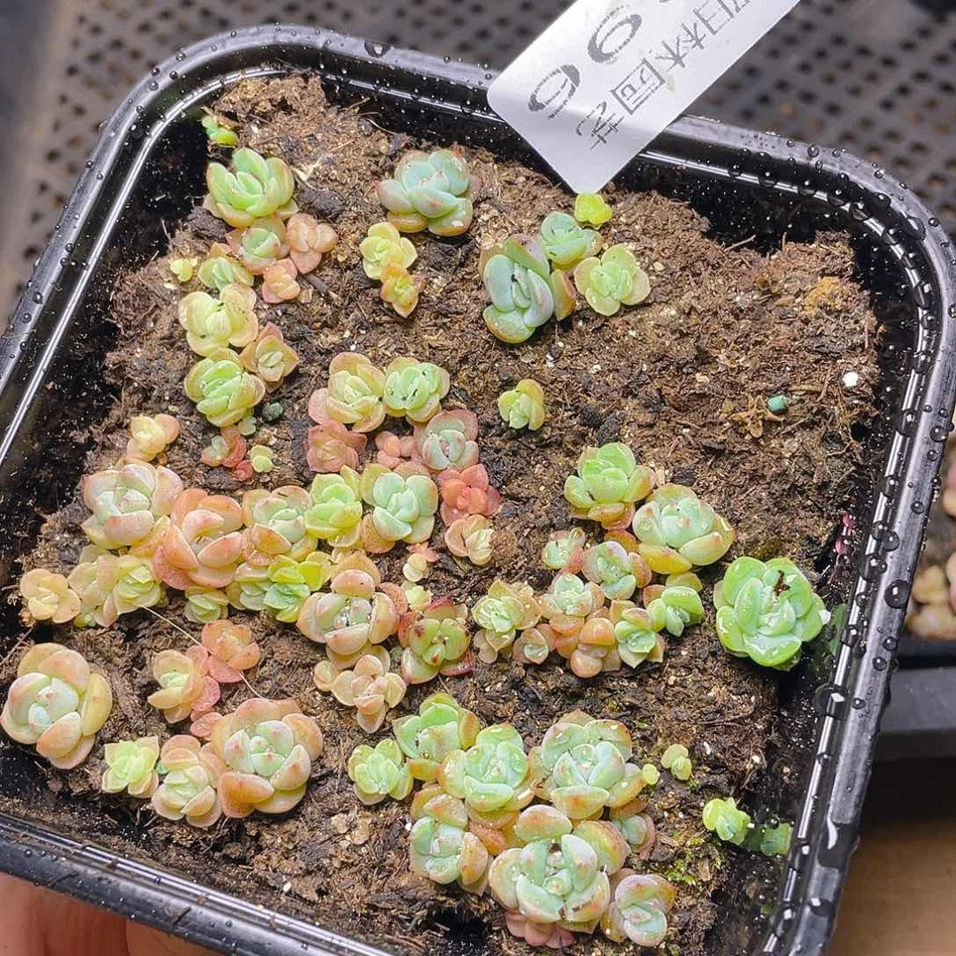 多肉植物多肉植物396