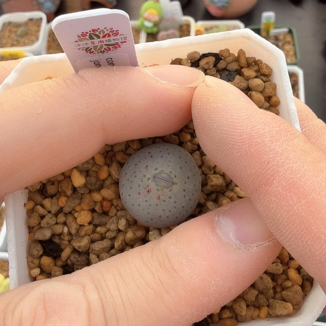 西*露dy5 西米露 奶油嘴