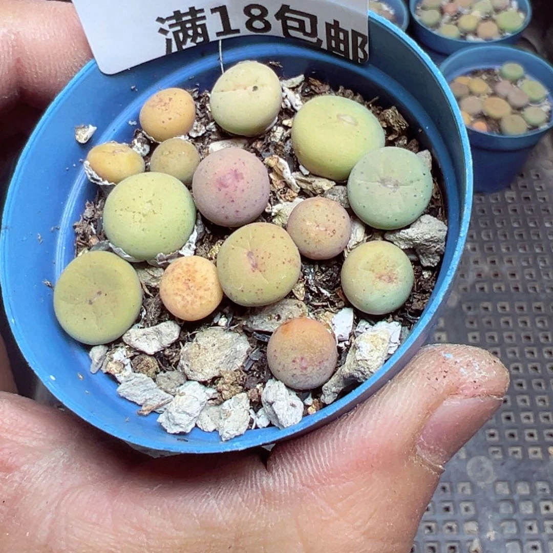 【闪购商品】 498。