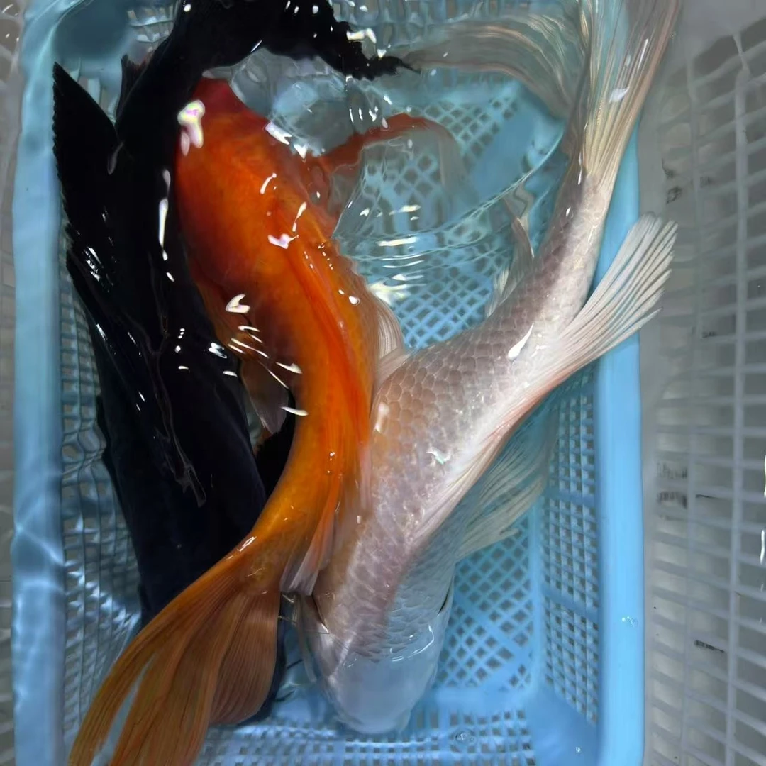 【三条装】18-23红蝴蝶白蝴蝶铁包金台湾锦鲤大鳍大尾包邮