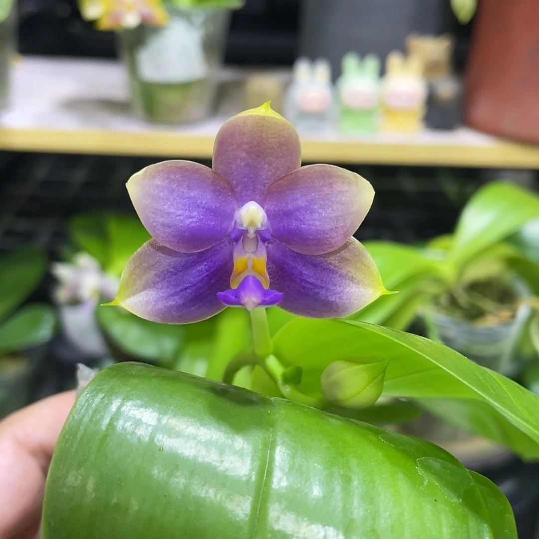 完全开放反射龙交荧光