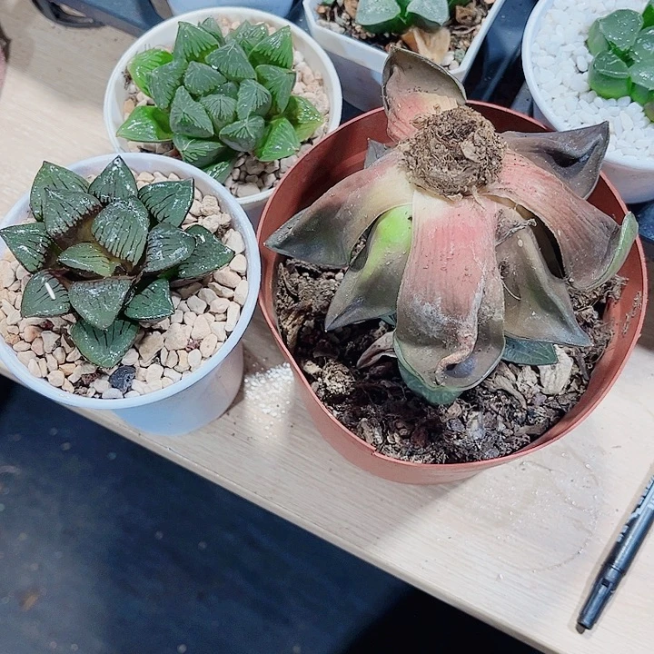 特价处理不包售后