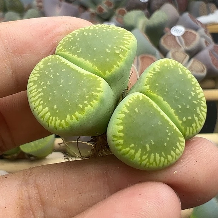 5033微瑕超级福利清