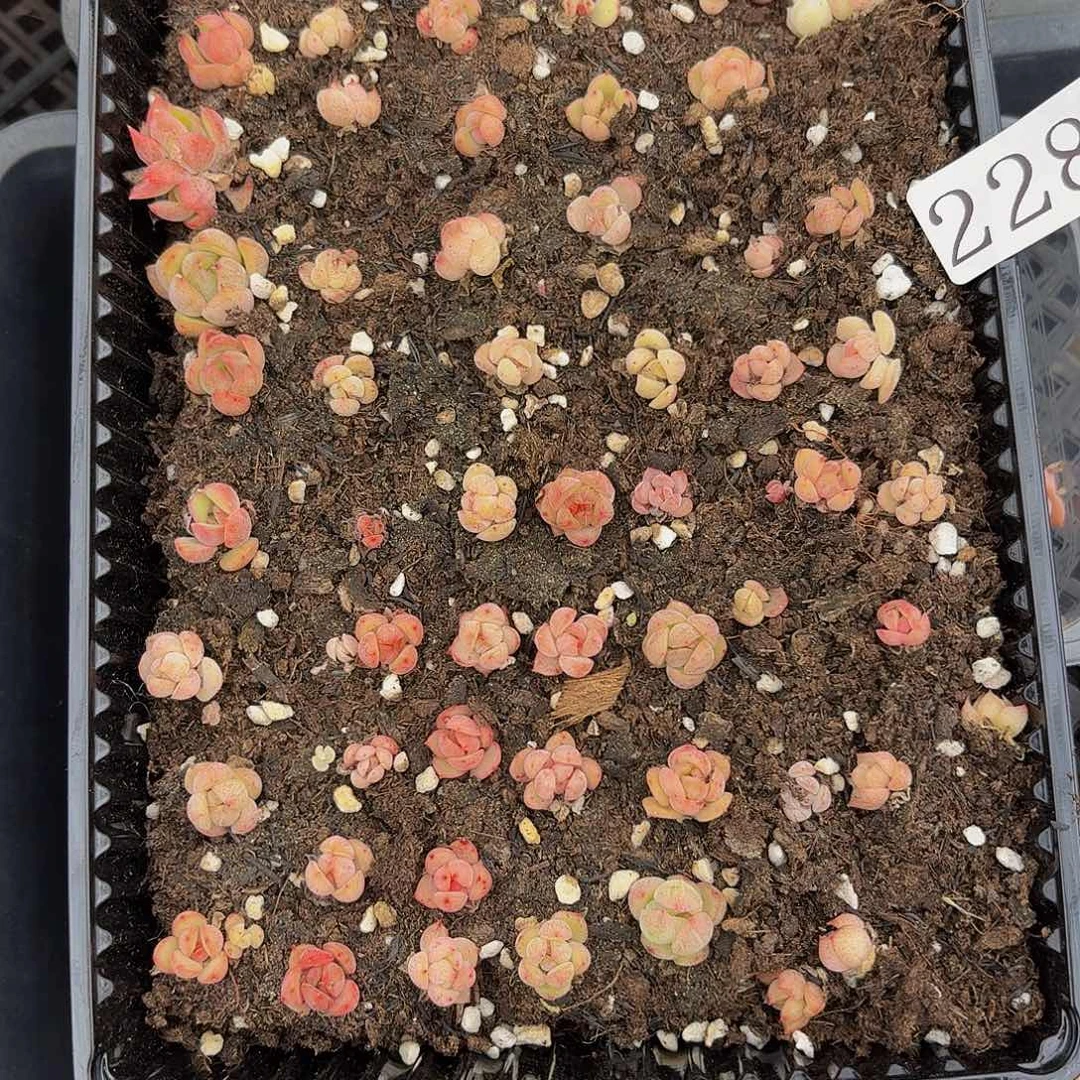 多肉植物多肉植物228