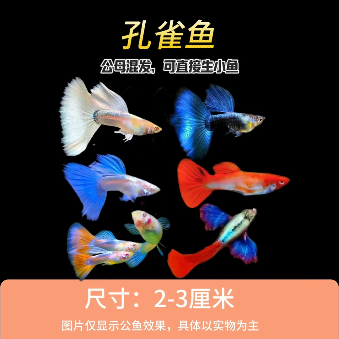 【精品孔雀鱼集合】 公母配对萌宠好鱼 观赏鱼活体可繁衍