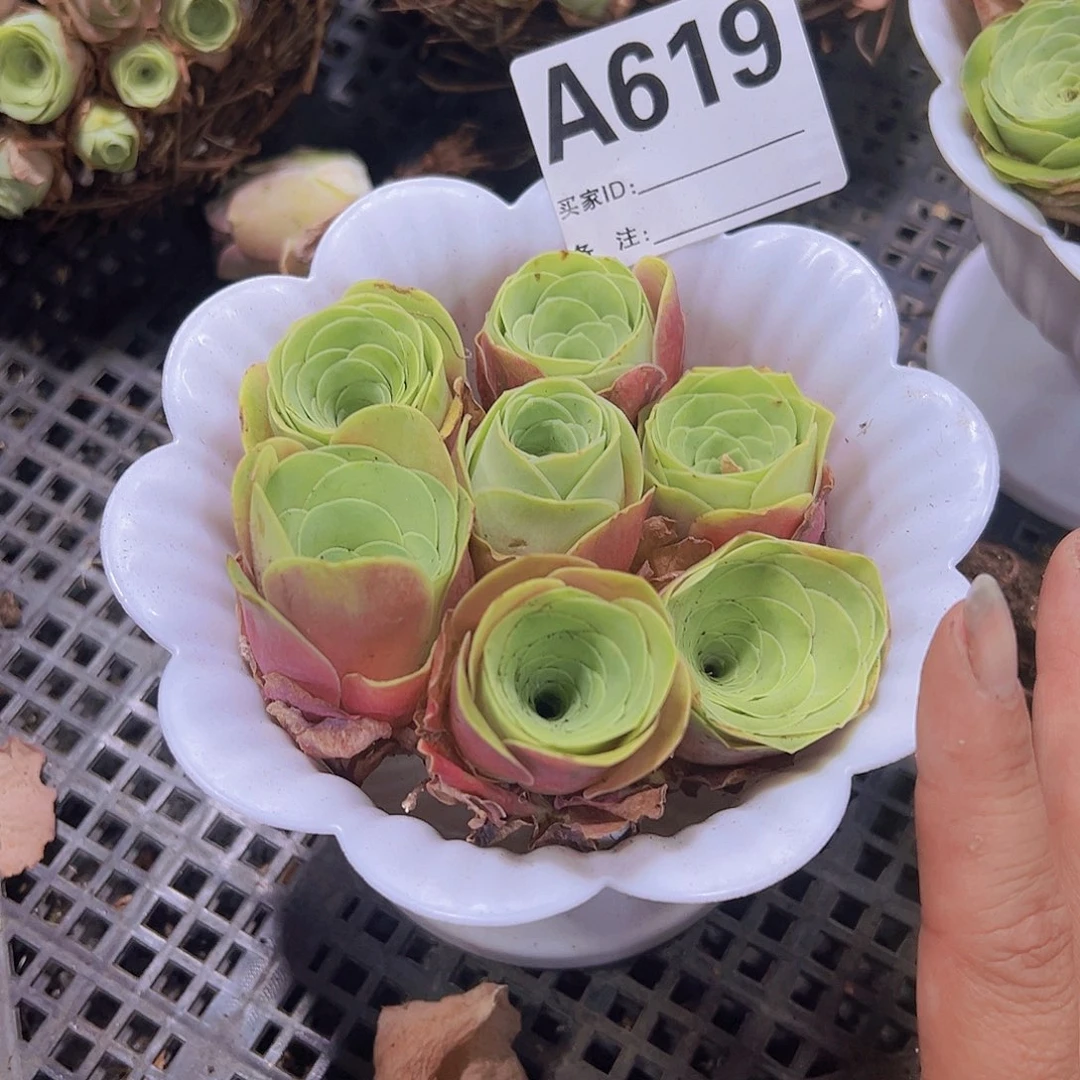 619红玫瑰8个挑大的没有盆