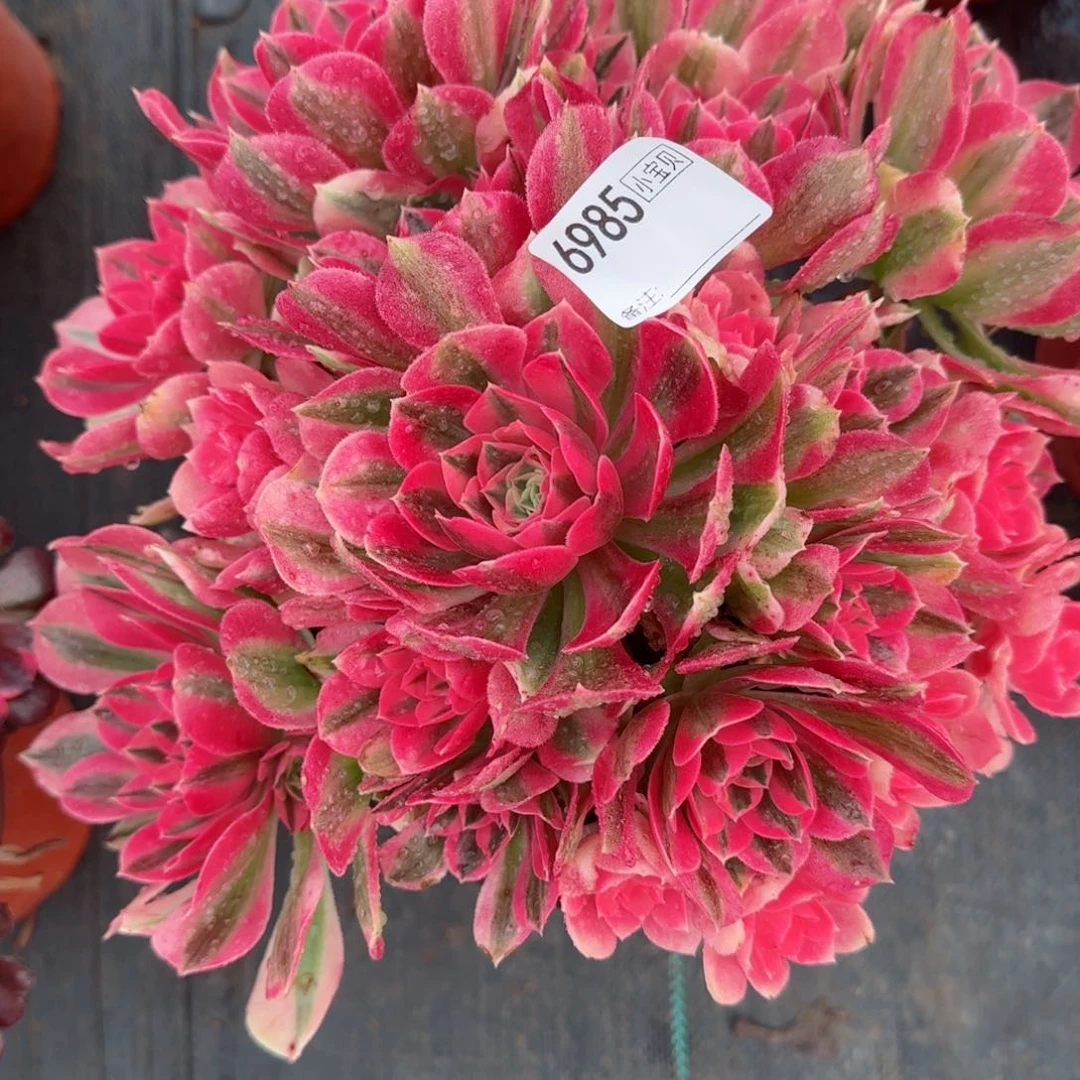 雪****纺6985女巫多肉多肉