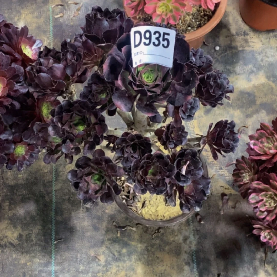 【闪购商品】圆叶黑935