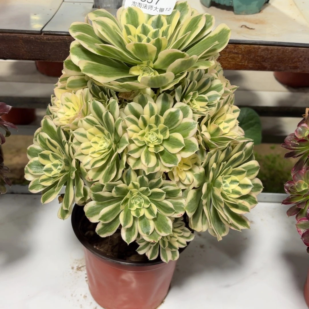 857迈巴赫多肉植物法师