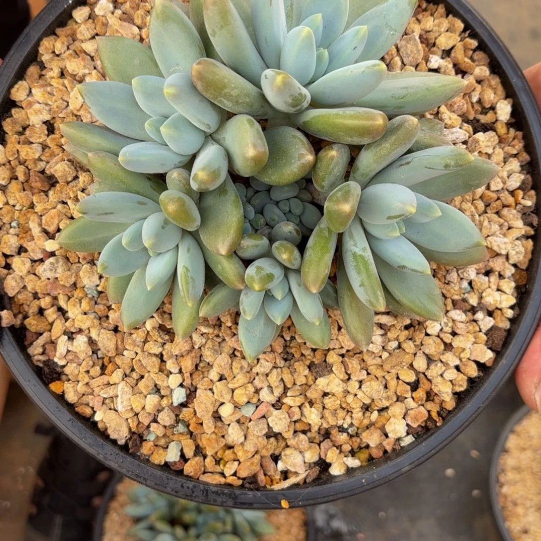 孤*美Hgjvjvjvjbhjvvhhhbbjj