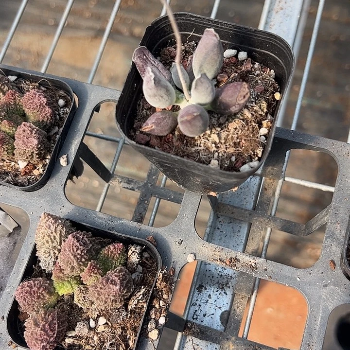 紫海豹多肉植物一