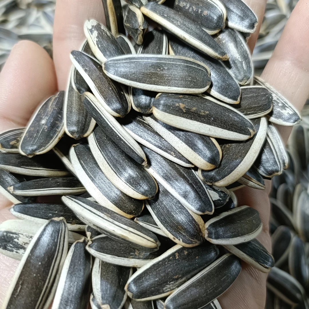 干炒原味大瓜子(5斤)