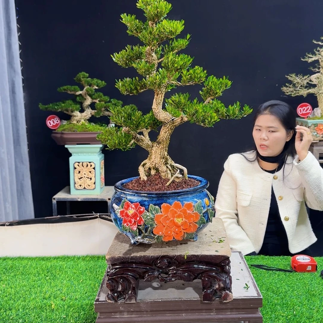 当前无花朵，栽培后可花朵