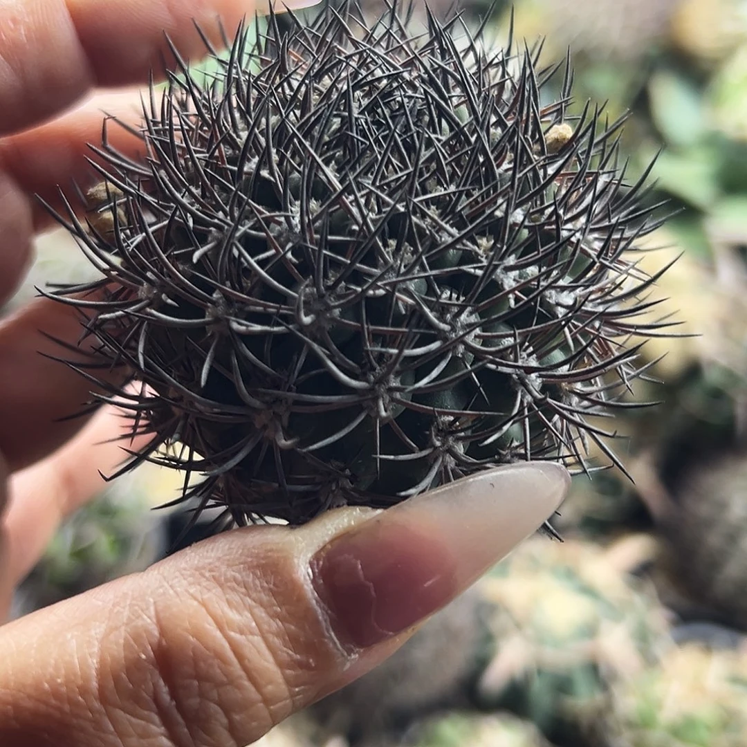 黑刺逆豹有根仙人球66666666