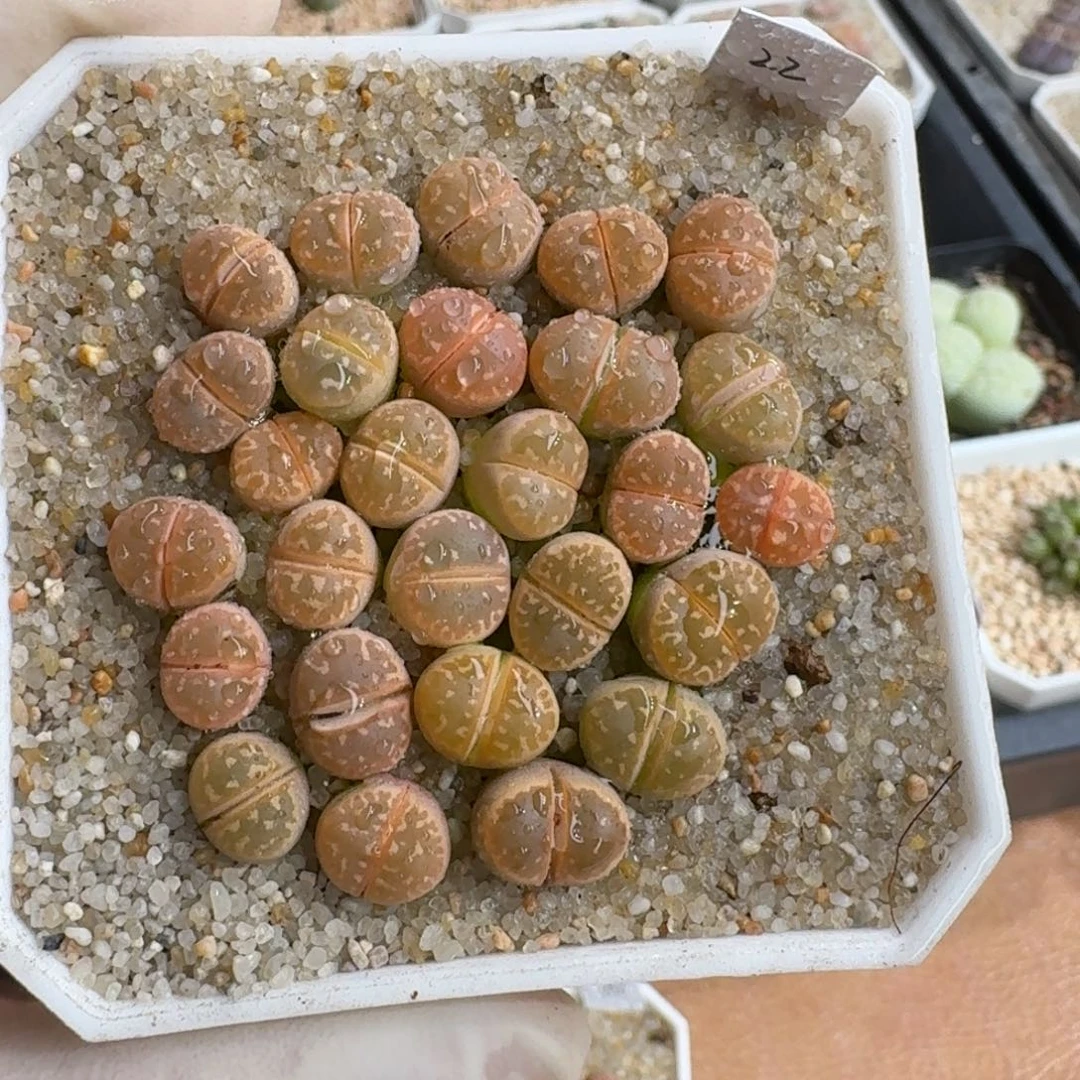 1221-06橙色橄榄套装