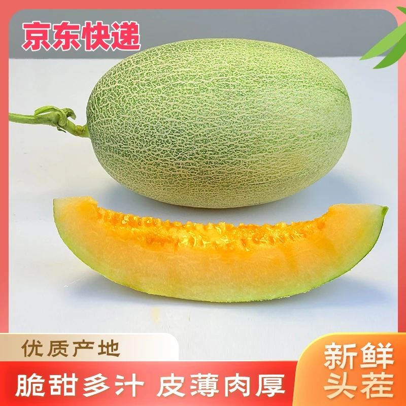 山东西州蜜哈密瓜 章丘哈密瓜 新鲜现摘脆甜多汁爽口水果源头直发