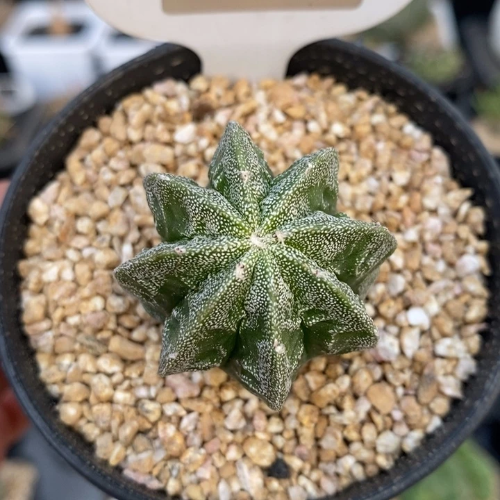 用****0专拍1071号实生核桃