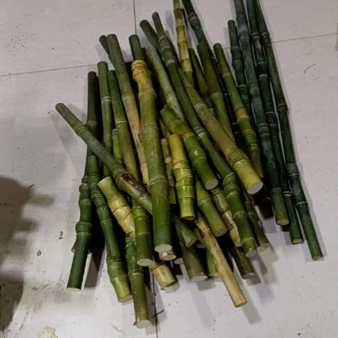实心竹练手料嫰料子