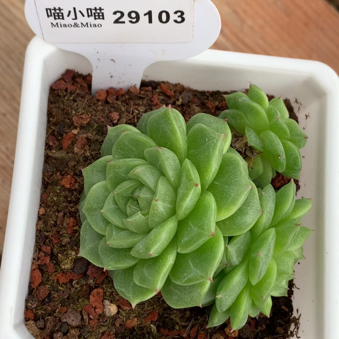 Y***G多肉植物杂交珍妮