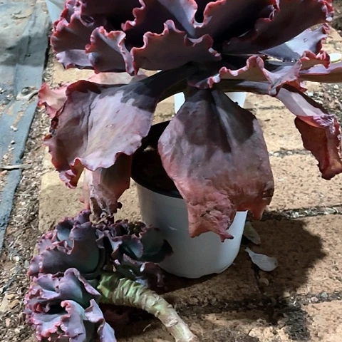 燕*80 号包菜系列 2 棵