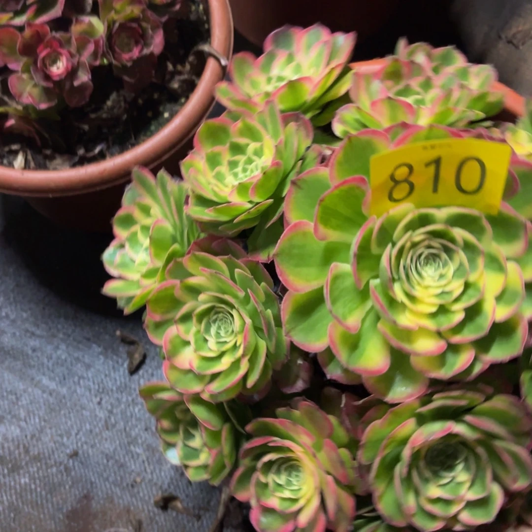 哈哈多肉植物海仙810