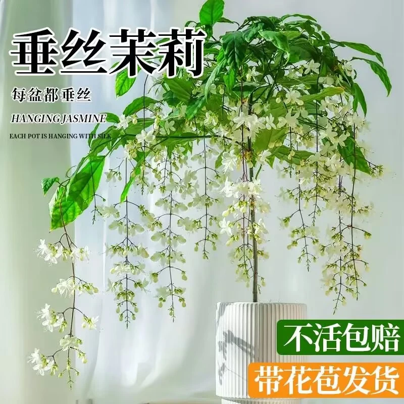 垂丝茉莉盆栽带花苞办公室内桌面好养泰国风车茉莉阳台花卉绿植物
