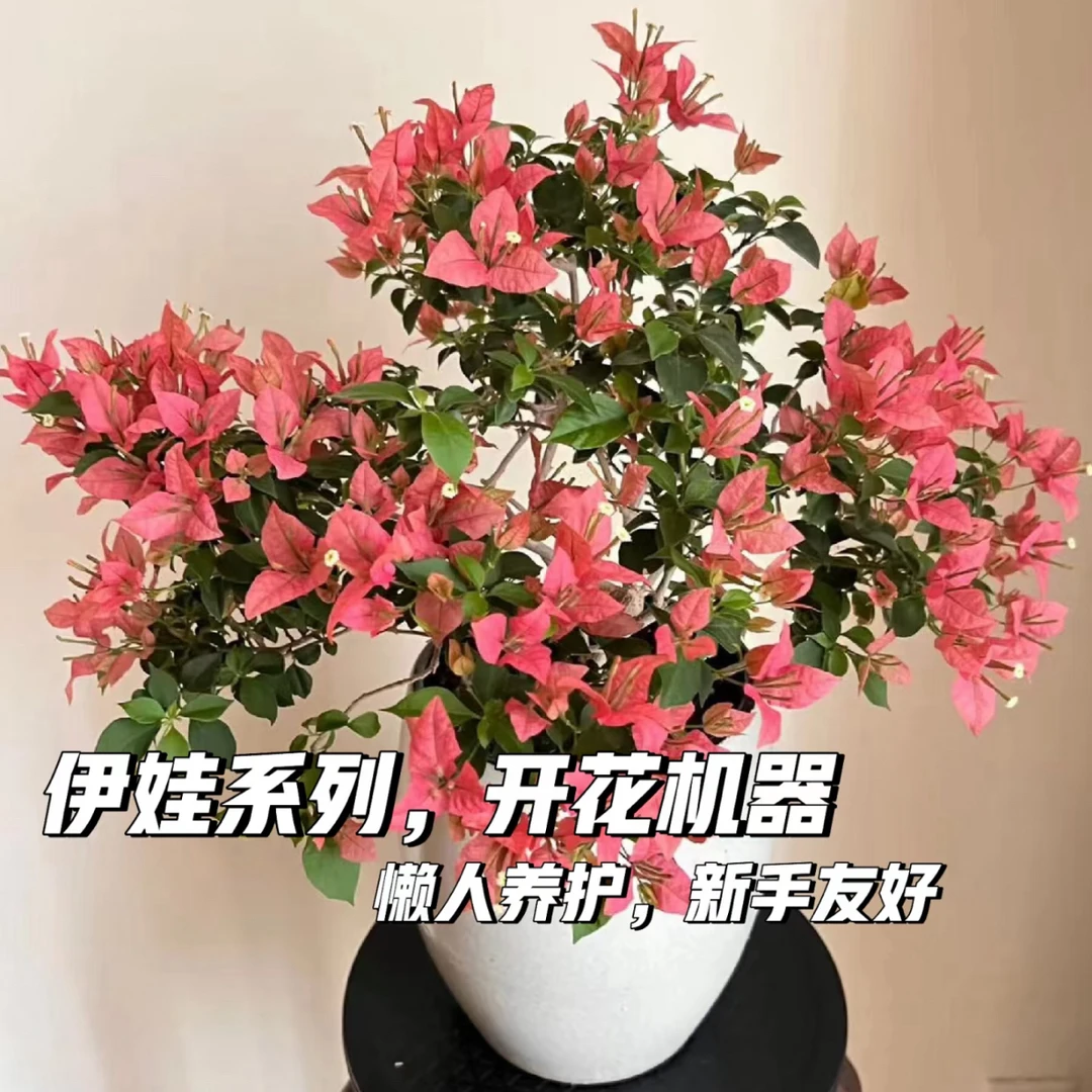 【卡亚塔】伊娃系列三角梅 勤花好养爆花机器 懒人新手易养活易开花