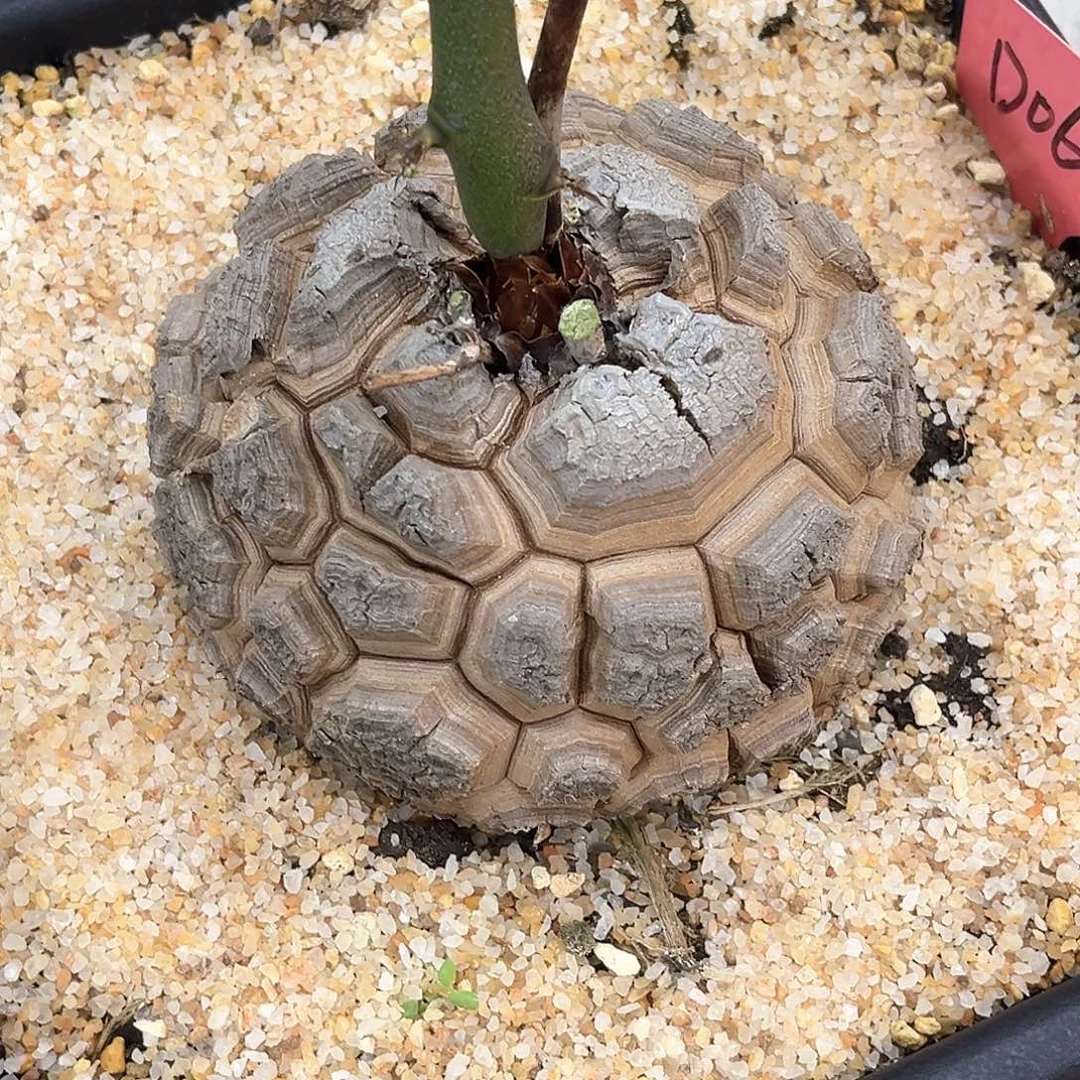 小***G潮流植物精品南非龟，D06