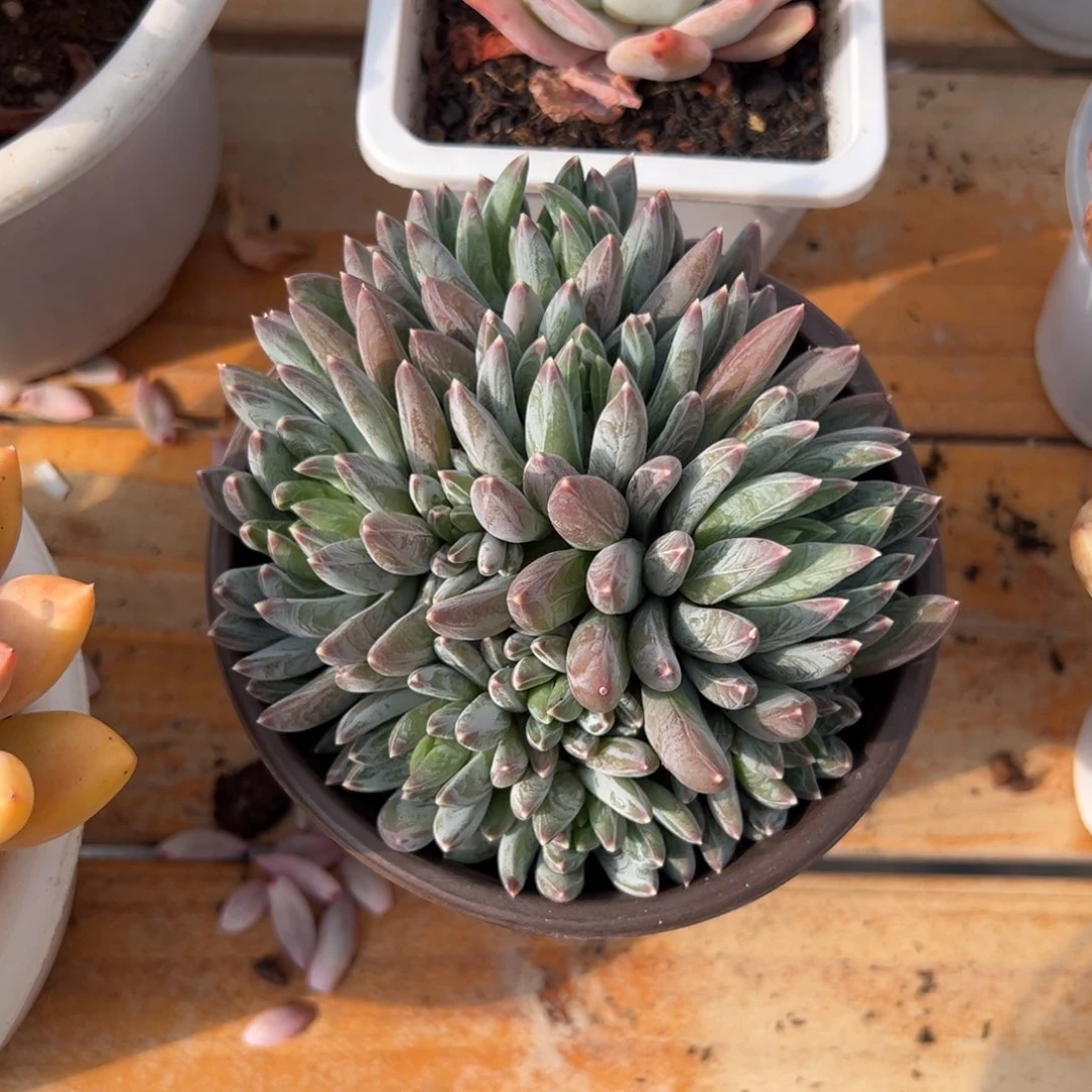 多肉炫彩星【非偏远地区满18包邮】