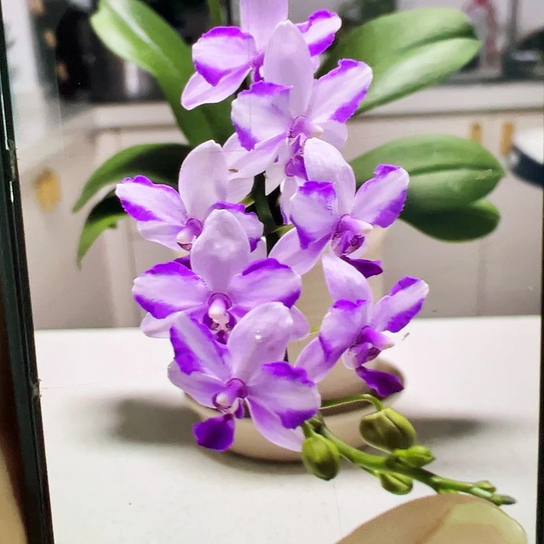 当前无花栽培后可以开花多头群生紫水晶凑单发货3寸