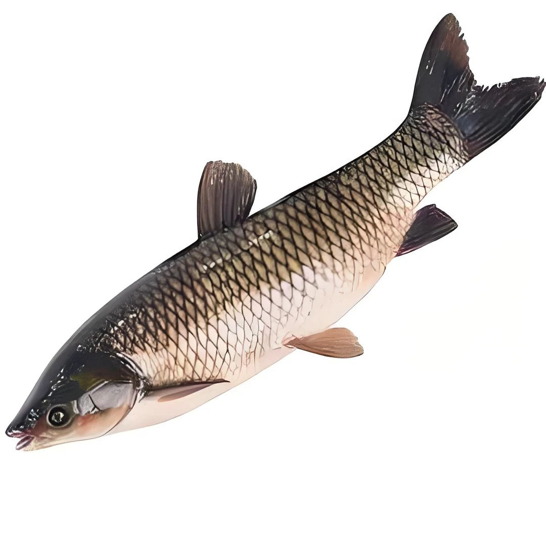 草鱼（2000g±100g）/条