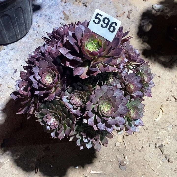 法师植物12345678