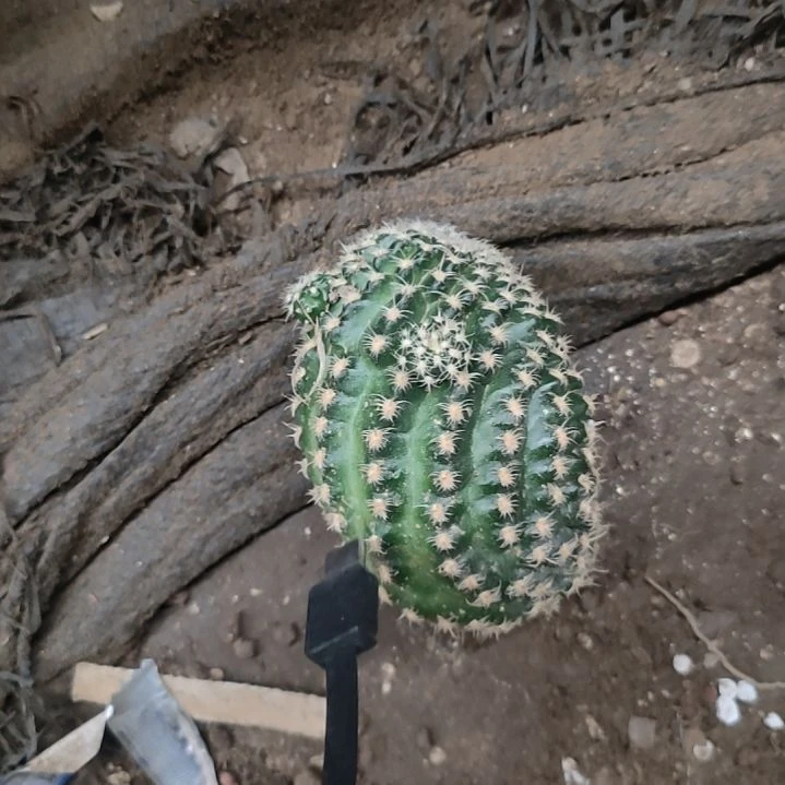 孔***孔仙人球魅影大侧芽