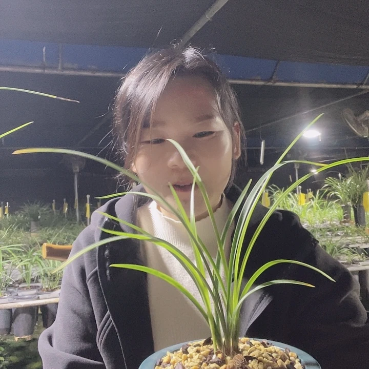 当前无花栽培后可以开花翠一品