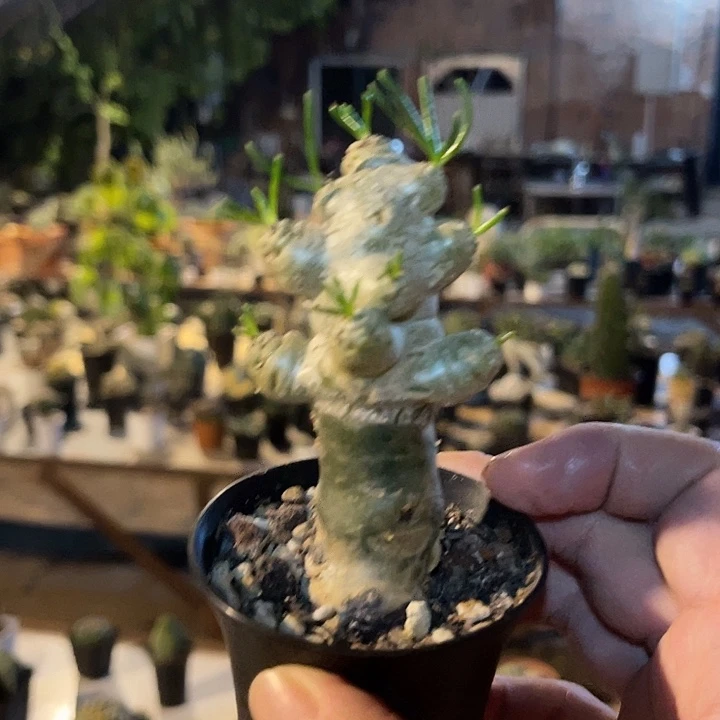 无花朵万物象块根一物一拍