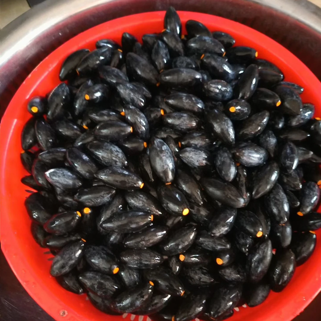 揭西乌油橄榄品种油橄榄广东省内包邮