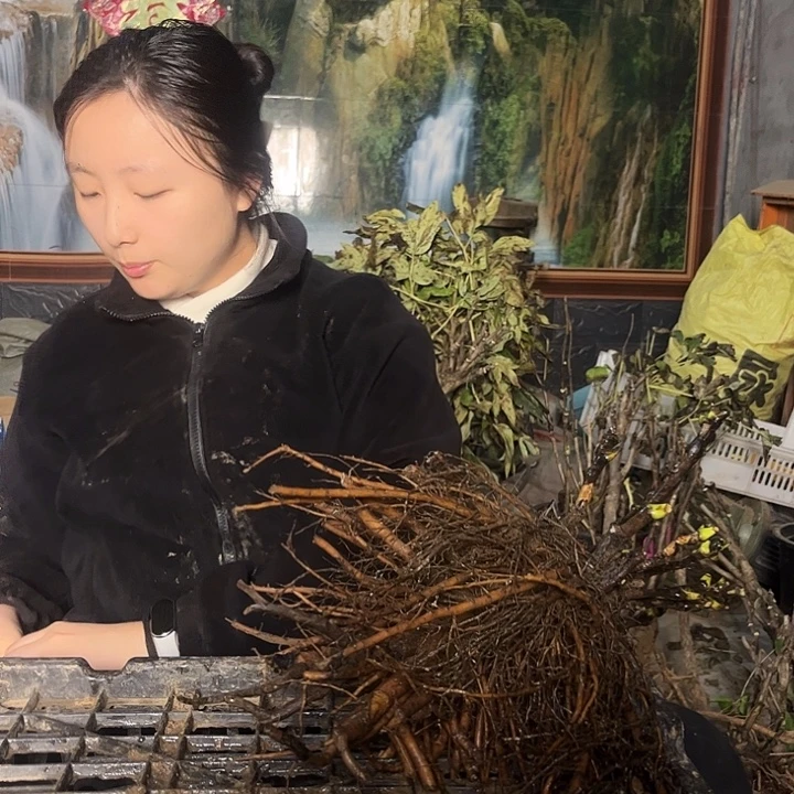 无花朵一物一拍牡丹