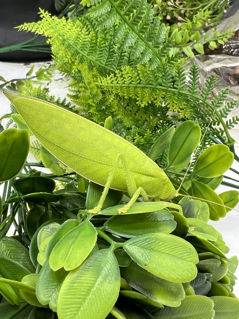 鸣虫大型翠绿布鲁纳，有惊喜！