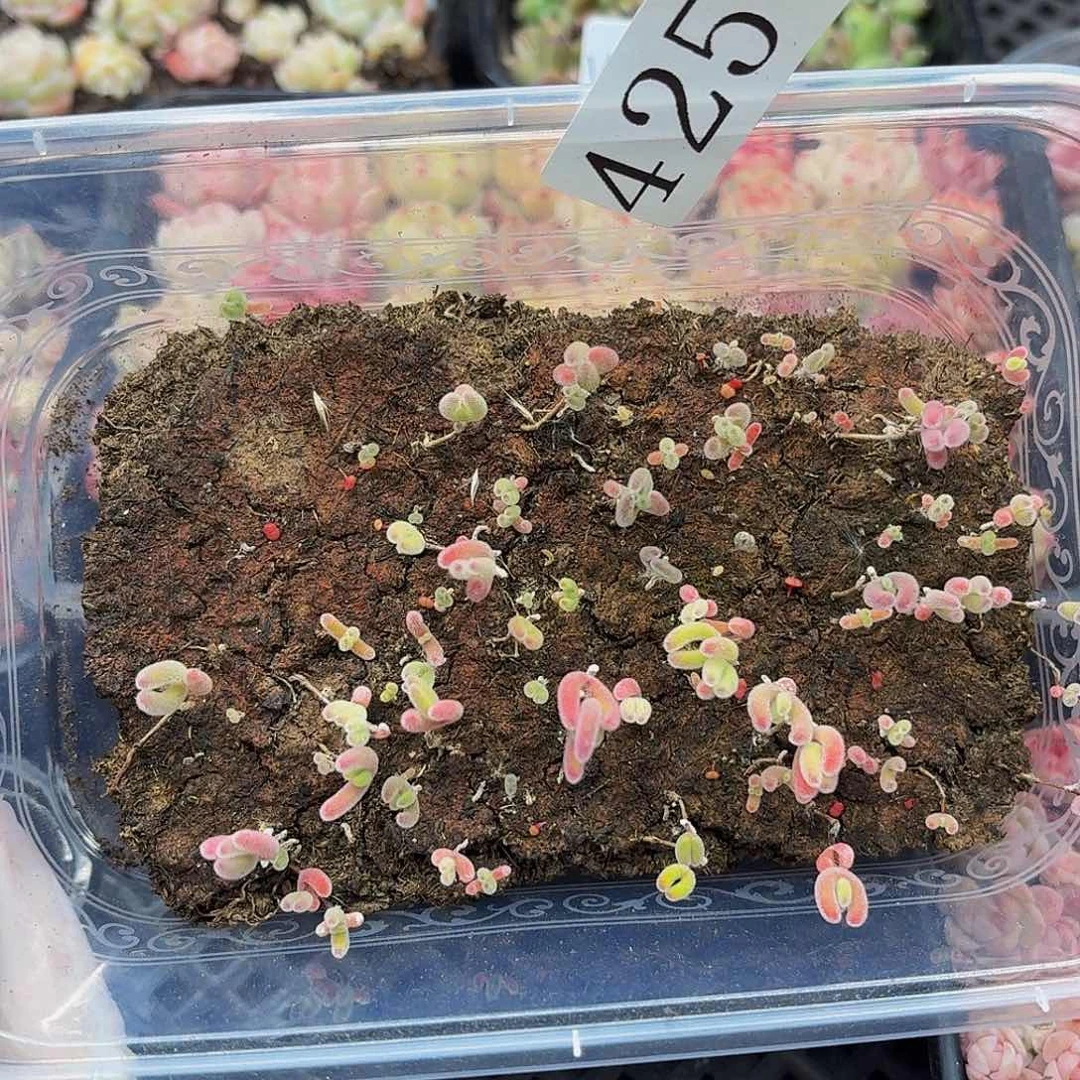 多肉植物多肉植物425